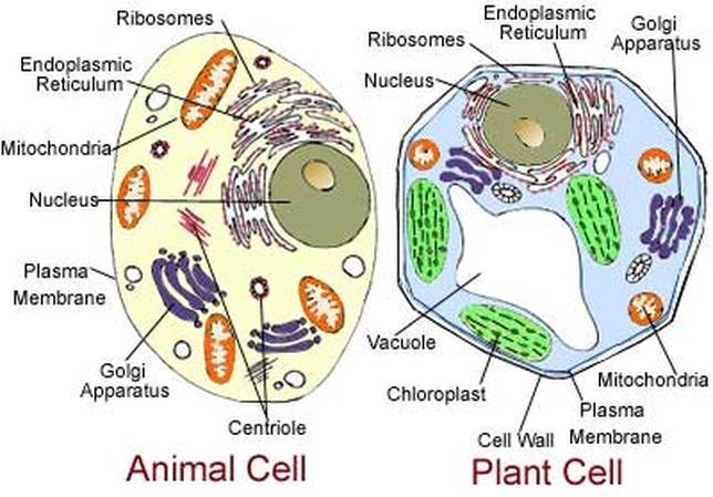 Berikut adalah organel sel yang hanya ditemukan pada sel tumbuhan adalah